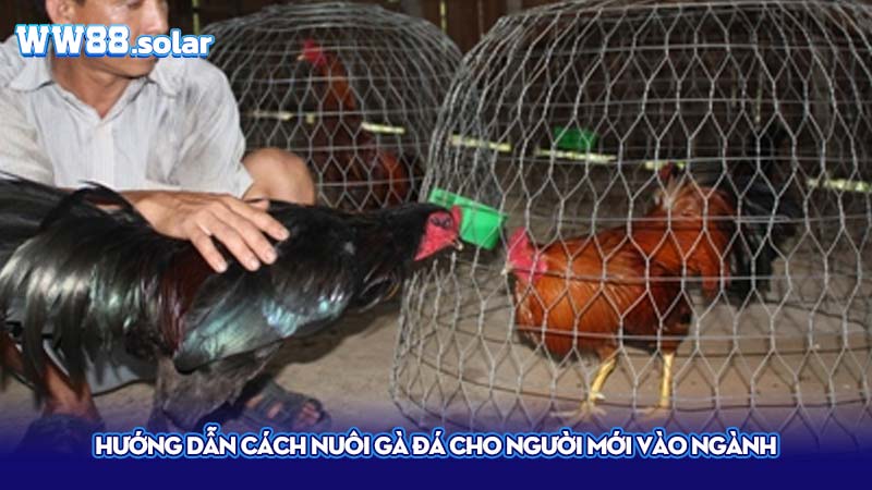 Hướng dẫn cách nuôi gà đá cho người mới vào ngành