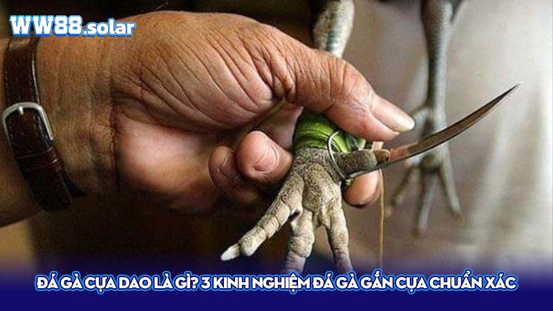 Đá gà cựa dao là gì?